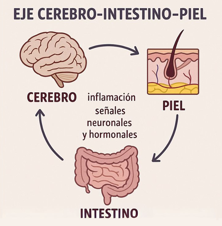 eje-cerebro-intestino-piel eje cerebro intestino piel